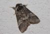 Drymonia dodonaea